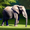 Éléphant dans un pré