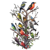 Bird watching Bird watchers Birds