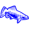 Hecht Fisch Silhouette