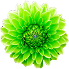 Fleur