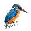 Kingfisher