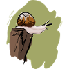 Snail