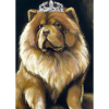 Chow Chow mit Krone