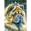 Chow Chow mit Krone