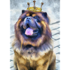 Chow Chow mit Krone