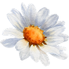 Daisies head flower