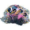 Clownfish