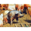 Cochon alors !