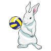 Volley-ball de lapin