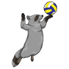 Raccoon Volleyball Player Volleyball