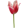 pink tulip