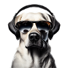 Labrador with headphones and sunglasses