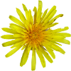 Meadow Pippau Dandelion