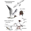 Black-headed gulls