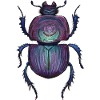 Big Beetle - Giant Beetle