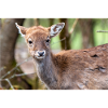Damherten (in het Duits Damwild of Damhirsch) Dama