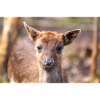 Kuusipeura (saksaksi Damwild tai Damhirsch) Dama