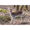 Damhirsch Damwild Dama