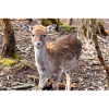 Damhirsch Damwild Dama