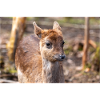 Damhirsch Damwild Dama