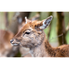 Damhirsch Damwild Dama