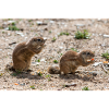 Spermophiles d’Afrique Borstenhörnchen Xerus