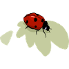 Ladybird