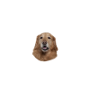 Méfiez-vous du maître inoffensif Hovawart