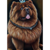 Chow Chow mit Krone