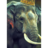 Elefant mit Krone