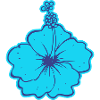 The Hibiscus flower