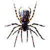 Tarantula Spider Red-knee Tarantula