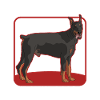 Doberman Dog Dog Propriétaire Cadeau