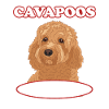 Cavapoo Hund Cavoodle Hundebesitzer Geschenk