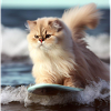 Persian cat Negan surfing