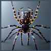 Red-knee tarantula