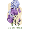 Iris botanical drawing