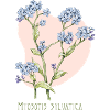Forget-me-not botanical drawing
