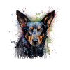 Australian Kelpie
