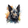 Australian Kelpie