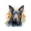 Kelpie australien
