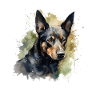 Kelpie australien