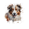 Australian Shepherd