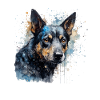 Australian Kelpie