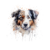 Australian Shepherd