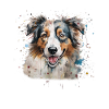 Australian Shepherd