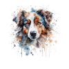 Australian Shepherd