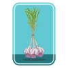 Bunch of garlic