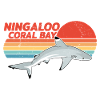 Blacktip Reef Shark
