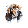 Basset Hound